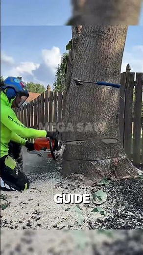 How to Fell a Large Tree with a Chainsaw