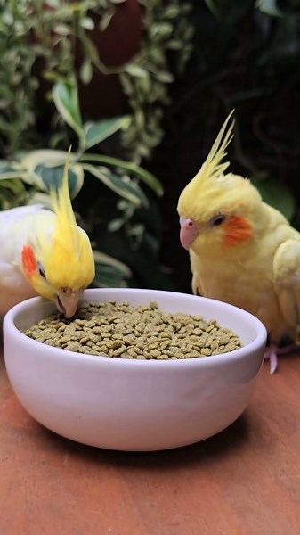 Alcon Calopsita Criador