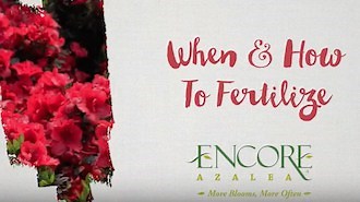 How & When to Fertilize Your Azaleas (A Guide) | Encore Azalea