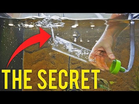 How to Properly Gravel Vacuum a Fish Tank (Detailed Version) #aquariumcoop