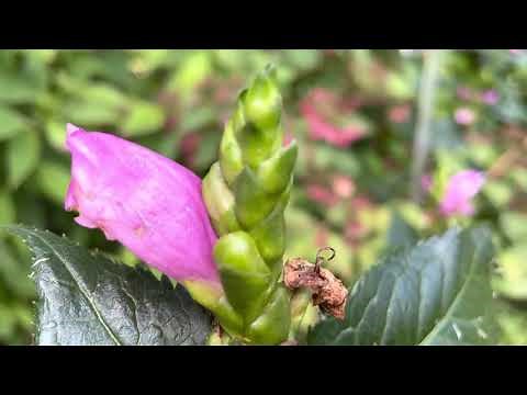 Turtlehead Plant Profile