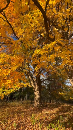 245K views · 20K reactions | The Glow of Autumn: The sun splashed glory of the Fall season goes unmatched. Autumn in Western New York (Penfield). #fall #autumn | John Kucko Digital | Facebook