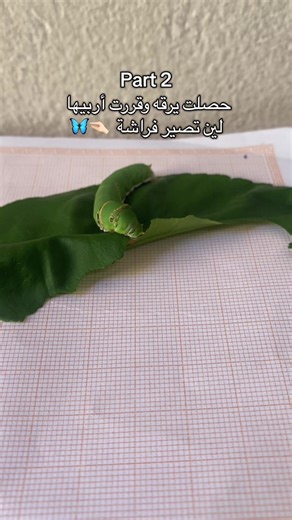 Raising Caterpillars to Butterflies: An Exciting Journey