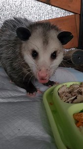 51K views · 9.9K reactions | This is the first time I've seen Cash climb down his stairs, so I got a video of him. He did really well and I commended him, calling him a big boy, at which time he stared at me like I was a crazy woman. 浪 | Roxie and Friends | Facebook