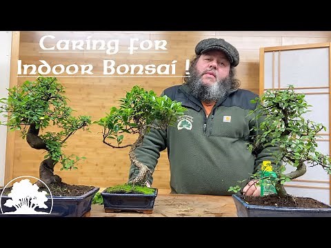 Caring for Indoor Bonsai - Greenwood Bonsai