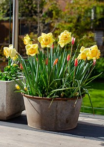 Spring flowers for pots: 30 easy plants to grow - Growing Family