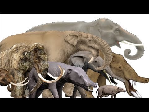 The Evolution of Elephants, Mammoths and Mastodons - Proboscidean Family Tree