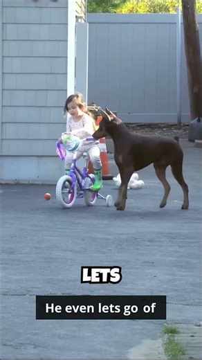 Meet the Guardian: Why Dobermans are the Ultimate Protection Dogs for Kids!