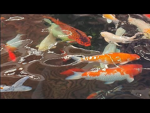 koi fish care guide - pond setup and size, how to tell koi fish gender, feeding, breeding koi fish