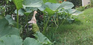 8 tips to avoid or fix compacted garden soil