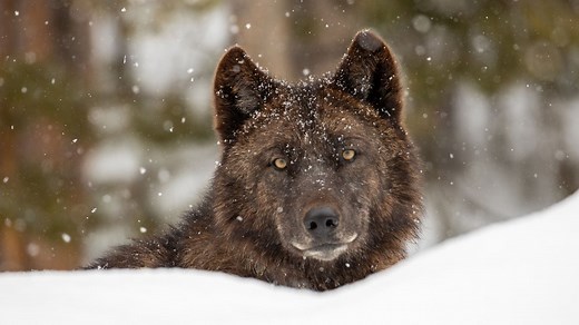 Wolf Reintroduction Changes Ecosystem in Yellowstone