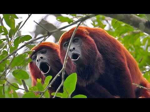 Red Howler Monkeys Howling: Haunting Sound of the Amazon Rainforest 🐒