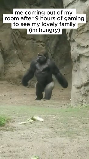 4.7K views · 21 reactions | real  | Copenhagen Wolves | Facebook