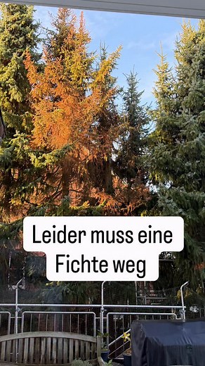 2.6K views · 30 reactions |  Abschied von einer Fichte  Heute...