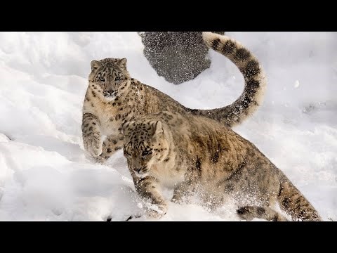 Snow Leopards: The Ghosts of the Mountains | Size, Habitat And Facts