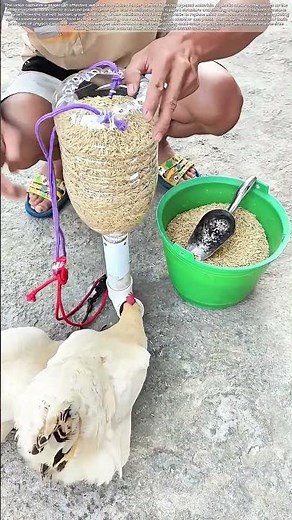 Gravity-Fed Sustenance: The Bottle That Automates Poultry Care