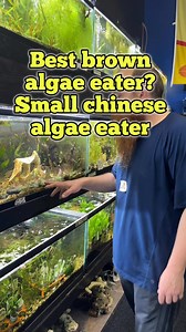 212K views · 1.3K reactions | Chinese Algae Eaters: The Unsung...