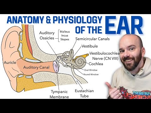 Anatomy of the Ear