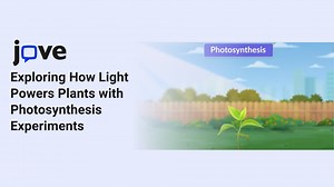 Exploring How Light Powers Plants with Photosynthesis Experiments