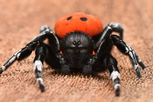The 6 Best Types of Spiders to Keep as Pets, Ranked