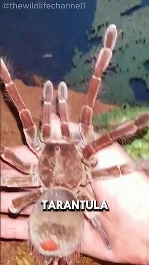 "Goliath Bird-Eating Tarantula: The Giant of the Jungle