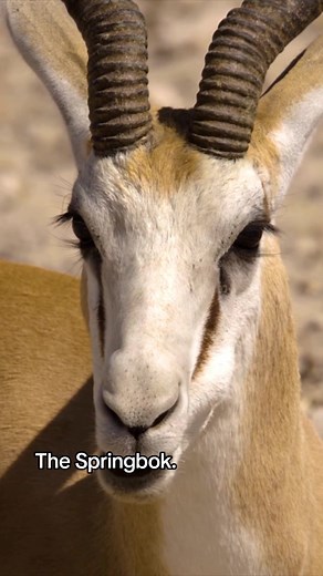 The Springbok: Surviving the South African Savannahs