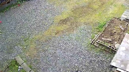 Smart crow steal and try to open delivery box in Japan