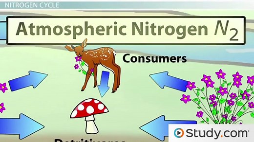 The Nitrogen Cycle, Acid Rain and Fossil Fuels