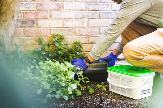 Rodent Removal & Control