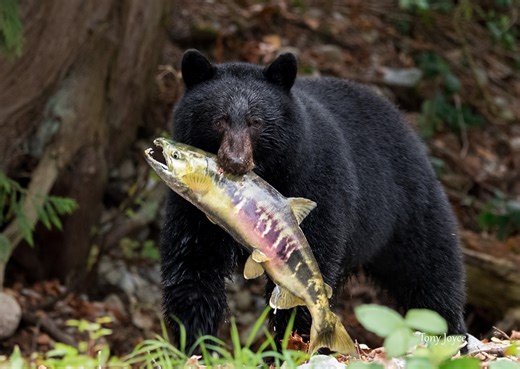 Fat Bear Week 🐻… It is amazing to watch black bears fishing during the fall salmon run. I watched this big male bear catch 7 live salmon in a row! He was like clockwork, every 6 minutes he would catch a salmon then take it back to the forest to eat. The ravens and turkey vultures followed him to get their share of the remains when he came back down to the river to get another fish. I took this video the eighth time he came down when he picked up a spawned salmon. He took it back to the forest a