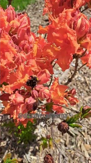 Its spring and the flowers at the esplanade are blooming.