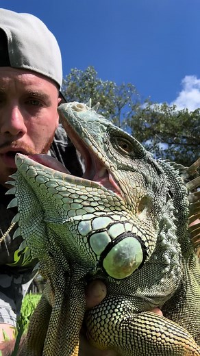 Iguana Aggression: Understanding Their Behavior and Bites