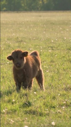 "Mini Highland Cow | Cute & Adorable Miniature Highland Cows in Action