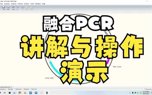 多片段融合PCR讲解与操作演示
