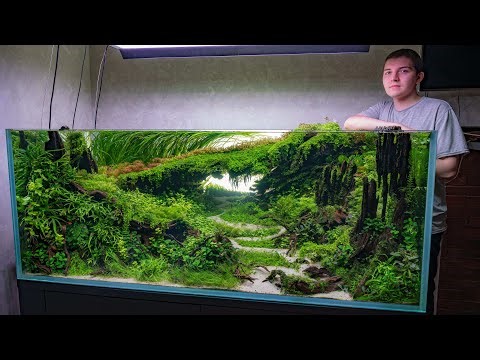 IAPLC 2025 rank 149 | Aquascape 138 cm setup | Акваскейп 138 см, поэтапное формирование