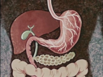 Human Digestion: The Digestive System Explained