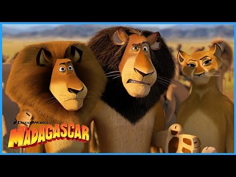 Alex Meets his Family | DreamWorks Madagascar