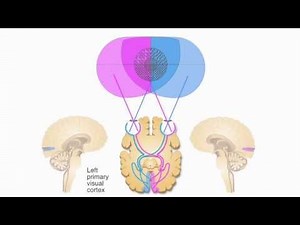 AXON: Central Visual Pathway