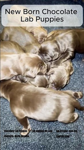 Are You Ready for the Cutest Chocolate Lab Puppies Ever?