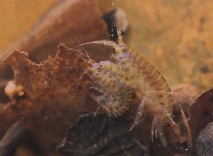 Video: How to Tie a Simple Scud Pattern - Orvis News