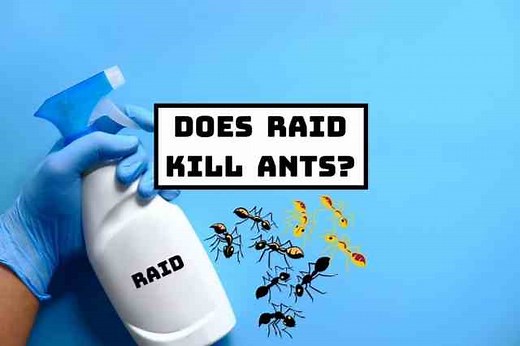 Does Raid Spray Kill Ants? [Complete Review] | Pest Circle