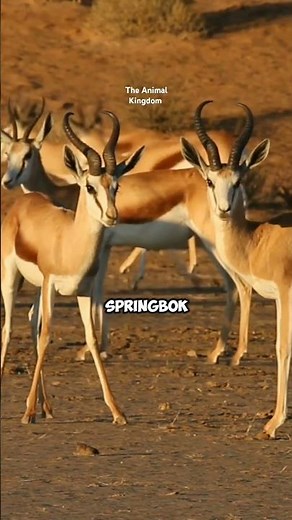 Meet the Springbok: The Antelope That Leaps 13 Feet! 🌟 #shorts