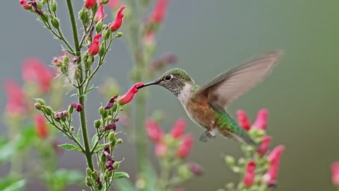 The Hummingbird: Slow-Motion Footage Shows Their Unique Flying Abilities