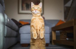 50  Funny Cat Quotes for Fans of Clever Felines | LoveToKnow Pets