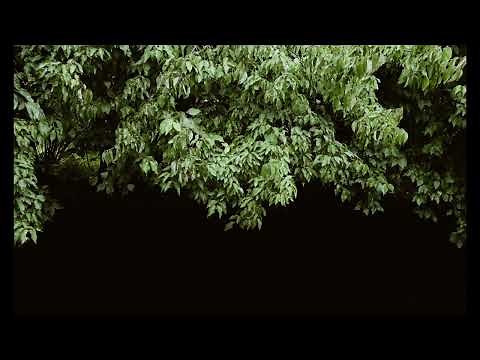 Tree Branch Rustling Sound Effect