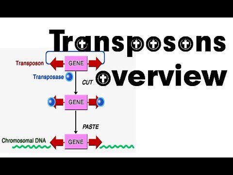 Transposons overview