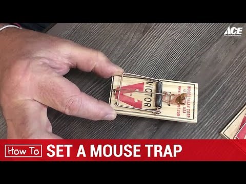 How To Set A Mouse Trap - Ace Hardware