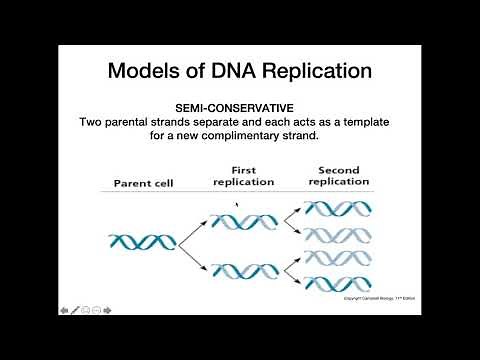 DNA Replication Models