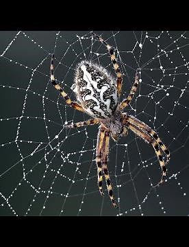 Beautiful Spider Web Build Time-lapse | BBC Earth