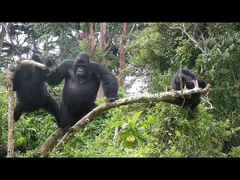 Best of Explore.org in 24 hours! Journey across the Globe.